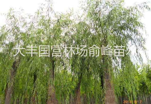 江蘇垂柳 垂柳批發(fā) 鹽城垂柳直銷 垂柳報價 垂柳苗 優(yōu)質(zhì)垂柳 垂柳哪家好 垂柳現(xiàn)貨
