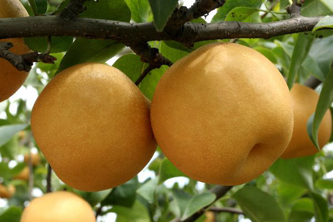 冠縣豐水梨報價|山東豐水梨基地|豐水梨批發(fā)價格