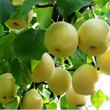 供應(yīng)批發(fā) 豐水梨加工、豐水梨基地、購(gòu)銷 豐水梨代加工、豐水梨基地、購(gòu)銷