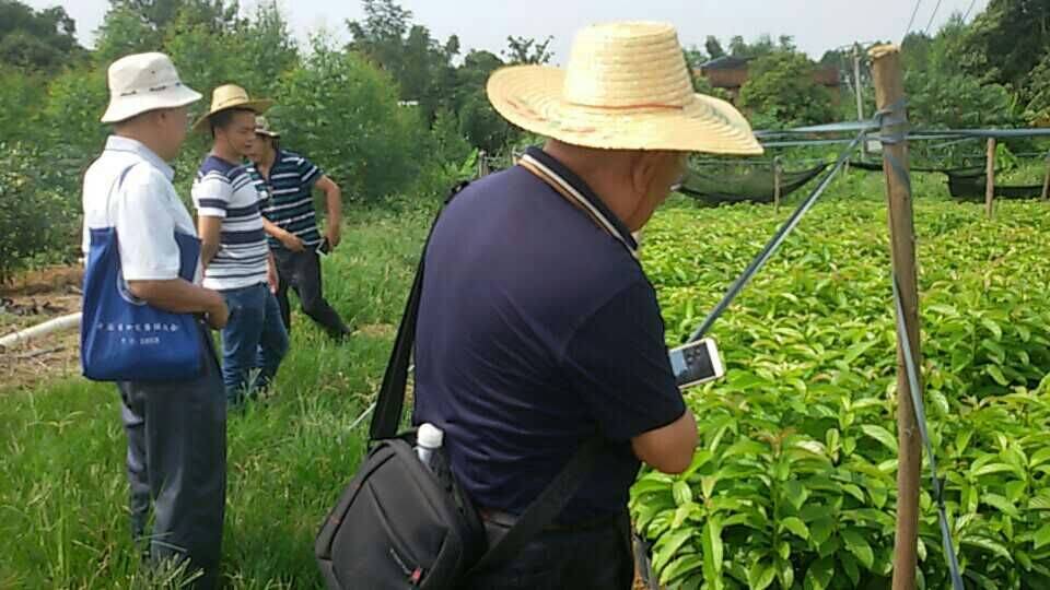 廣西牛油果  廣西牛油果供應(yīng)商 廣西牛油果種植基地 廣西牛油果苗