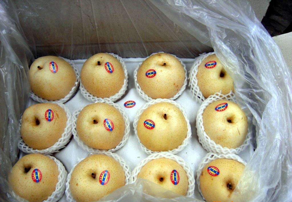 供應(yīng)批發(fā) 豐水梨加工、豐水梨基地、購(gòu)銷 豐水梨代加工、豐水梨基地、購(gòu)銷