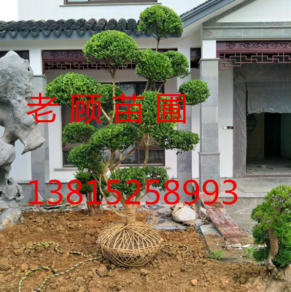 蘇州造型小葉黃楊，造型瓜子黃楊樹，造型羅漢松，景觀樹批發(fā)，鴻運(yùn)果樹樁，大型青楓，雞爪槭；