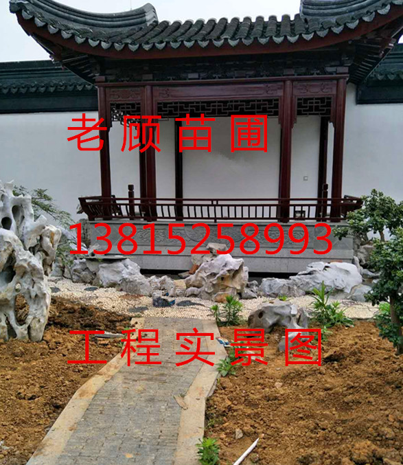 蘇州石榴樹批發(fā)、別墅庭院綠化工程、私家別墅果樹、蘇州景觀樹綠化苗木、庭院景觀施工