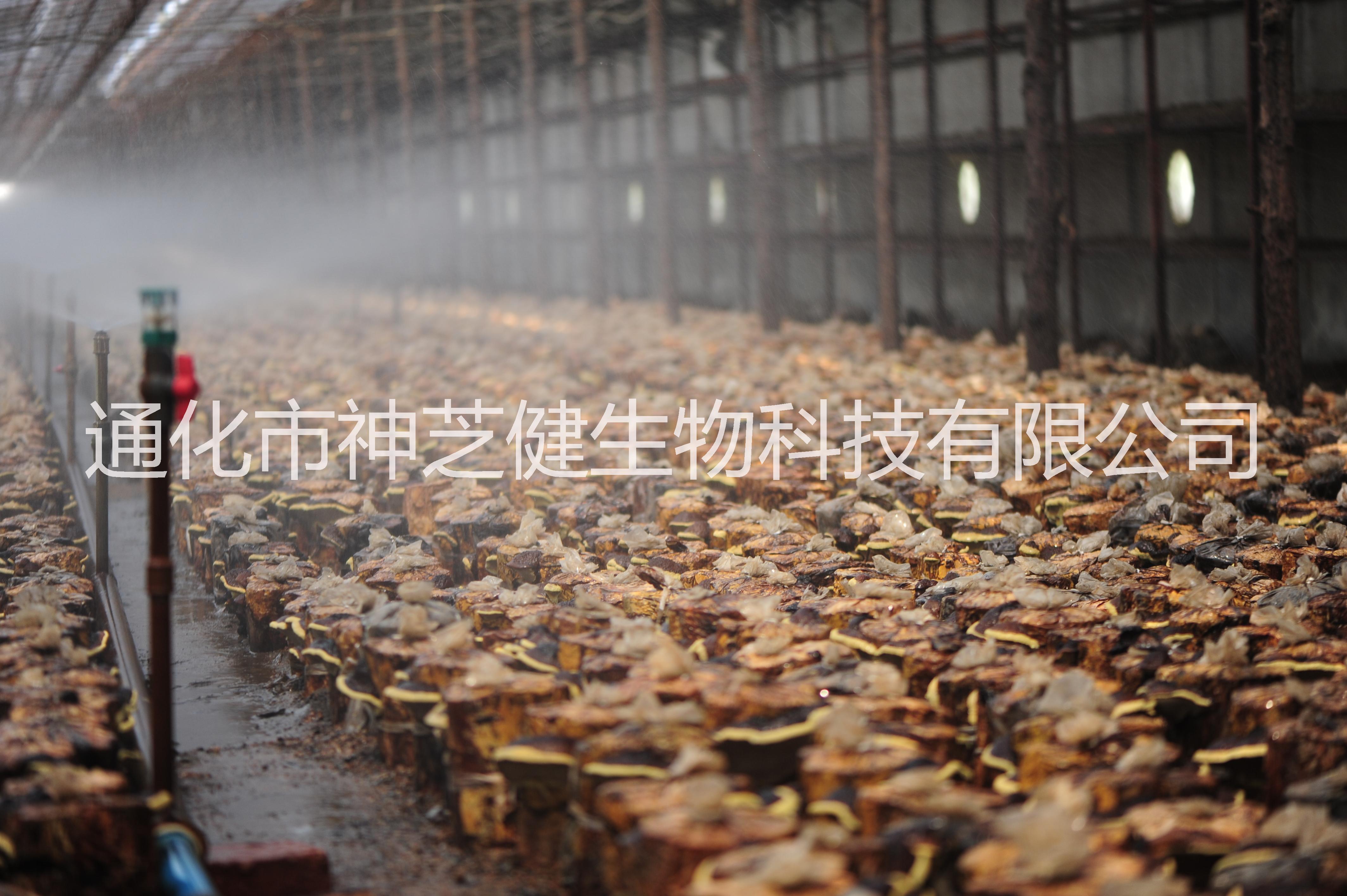 桑黃顆粒（待加工）
