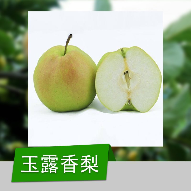 嫁接梨樹(shù)苗 山東嫁接梨樹(shù)苗 山東嫁接梨樹(shù)苗基地 山東嫁接梨樹(shù)苗 山東嫁接梨樹(shù)苗哪家好 泰安嫁接梨樹(shù)苗哪家好