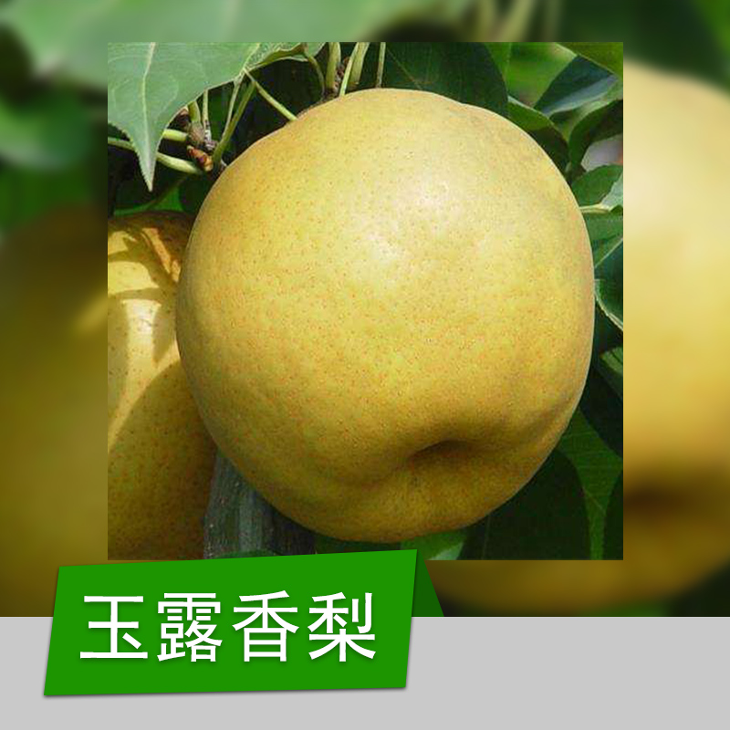 嫁接梨樹(shù)苗 山東嫁接梨樹(shù)苗 山東嫁接梨樹(shù)苗基地 山東嫁接梨樹(shù)苗 山東嫁接梨樹(shù)苗哪家好 泰安嫁接梨樹(shù)苗哪家好