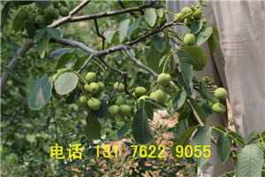 冠核一號核桃苗廠家研發(fā)直銷  冠核三號核桃苗