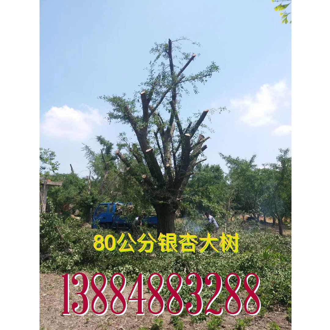 銀杏基地山東郯城大量供應(yīng)銀杏樹
