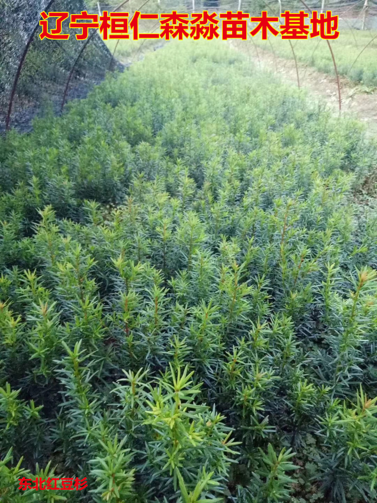 東北紅豆杉苗 遼寧紅豆杉基地 東北紅豆杉小苗