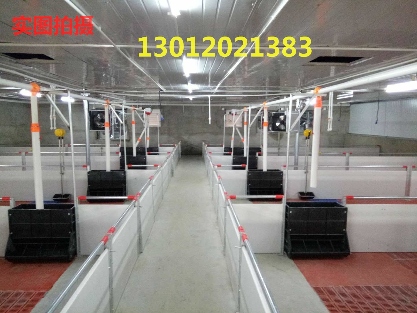 設(shè)計安裝自動化養(yǎng)豬料線自動化喂料系統(tǒng) 自動化料線系統(tǒng)