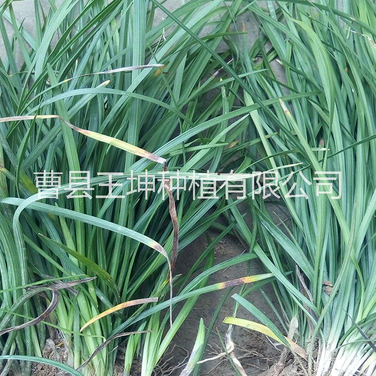 菏澤麥冬草優(yōu)質(zhì)草坪  菏澤草坪