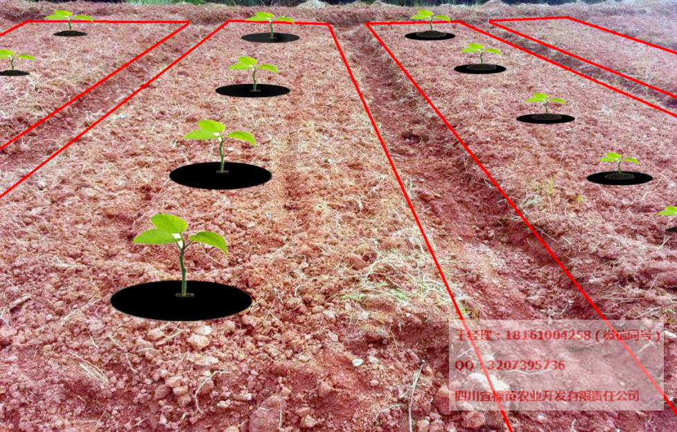 花椒苗、藤椒苗、青花椒苗+重慶花椒苗