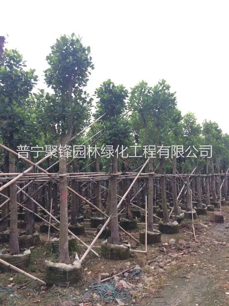 菠蘿蜜_菠蘿蜜基地直銷_菠蘿蜜批發(fā)_菠蘿蜜報(bào)價(jià)_普寧菠蘿蜜樹苗種植基地哪家好 菠蘿蜜10公分