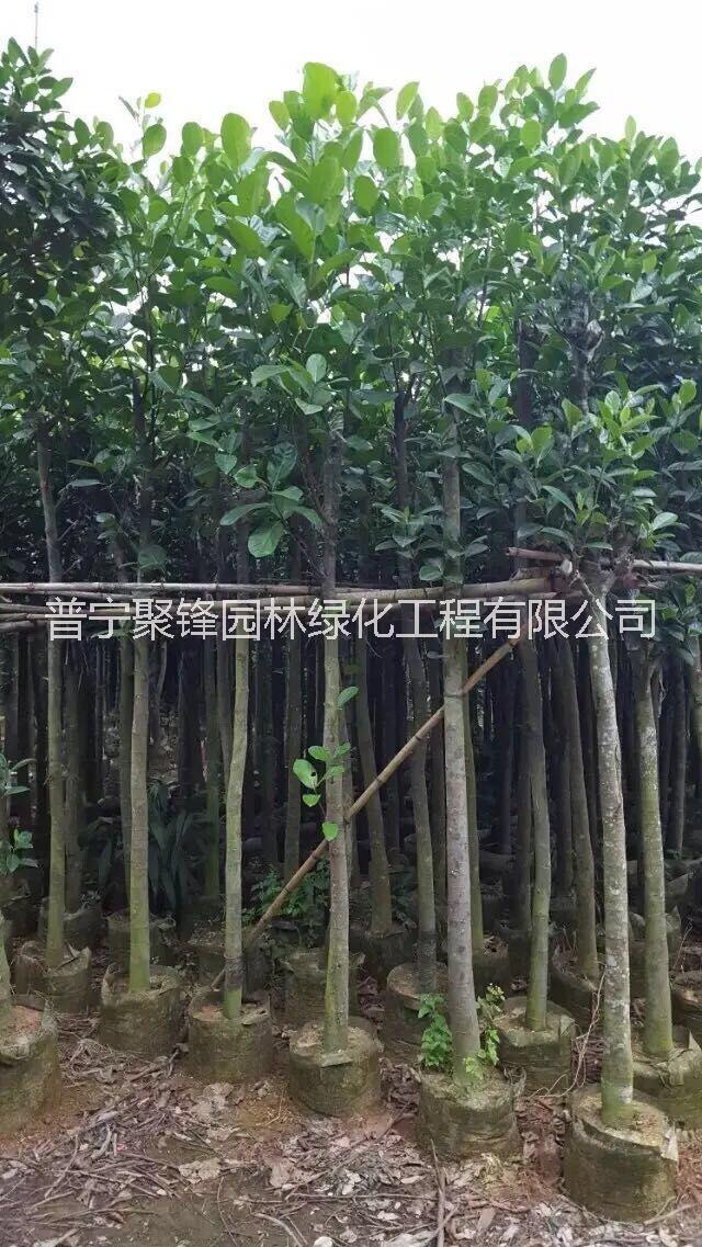 菠蘿蜜_菠蘿蜜基地直銷_菠蘿蜜批發(fā)_菠蘿蜜報(bào)價(jià)_揭陽普寧菠蘿蜜樹苗種植基地哪家好