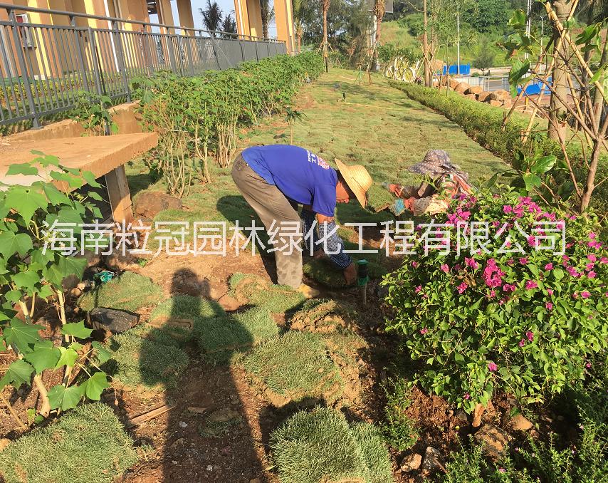 廠家直銷臺灣草皮 馬尼拉草皮價格 海南臺灣草生產(chǎn)基地