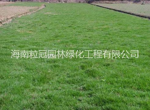 海南臺(tái)灣草 細(xì)葉結(jié)縷草草坪報(bào)價(jià) 臺(tái)灣草 臺(tái)灣草基地直銷(xiāo) 臺(tái)灣草種植基地