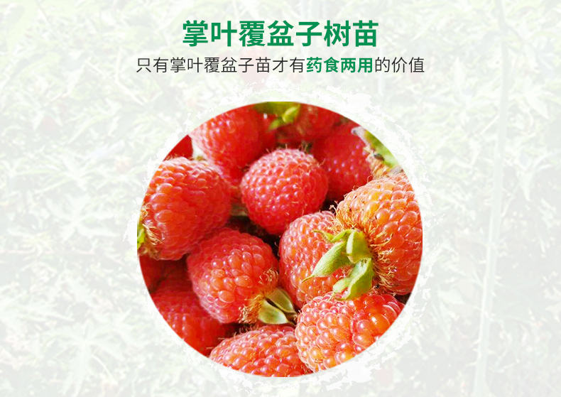 華東 浙江掌葉覆盆子苗 樹苗 樹莓 牛奶莓 藥材 紅樹莓 懸鉤子 覆盆子樹苗