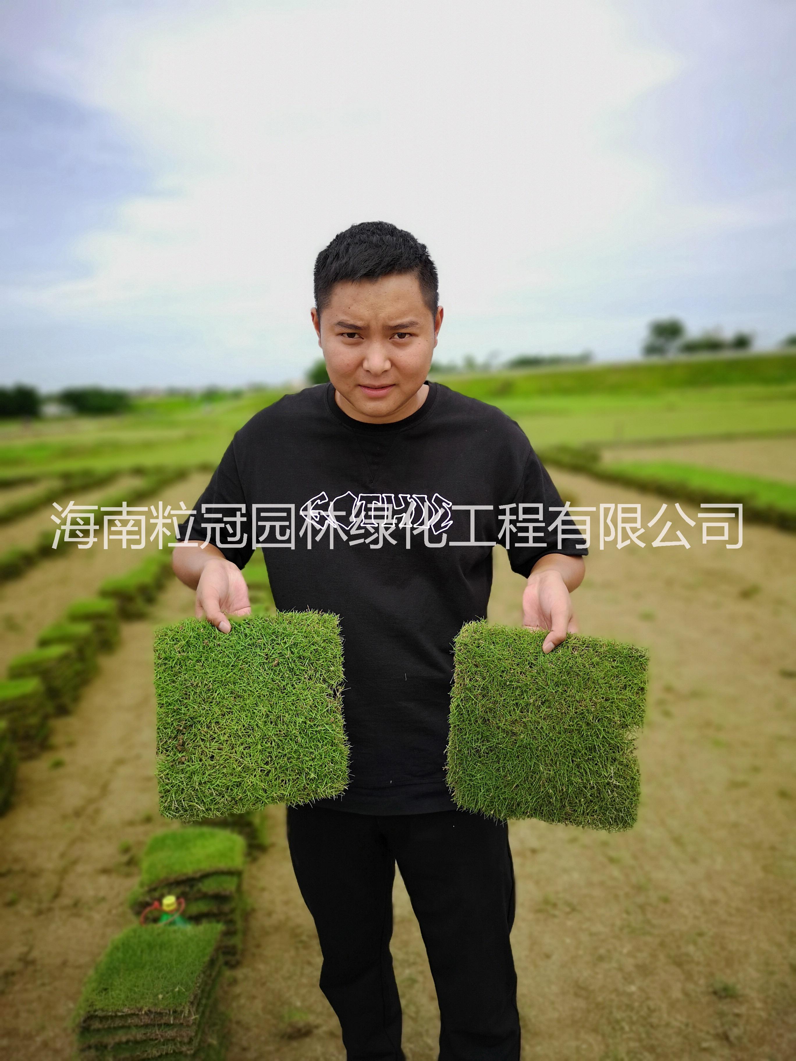 廠家直銷臺灣草皮 馬尼拉草皮價格 海南臺灣草生產(chǎn)基地