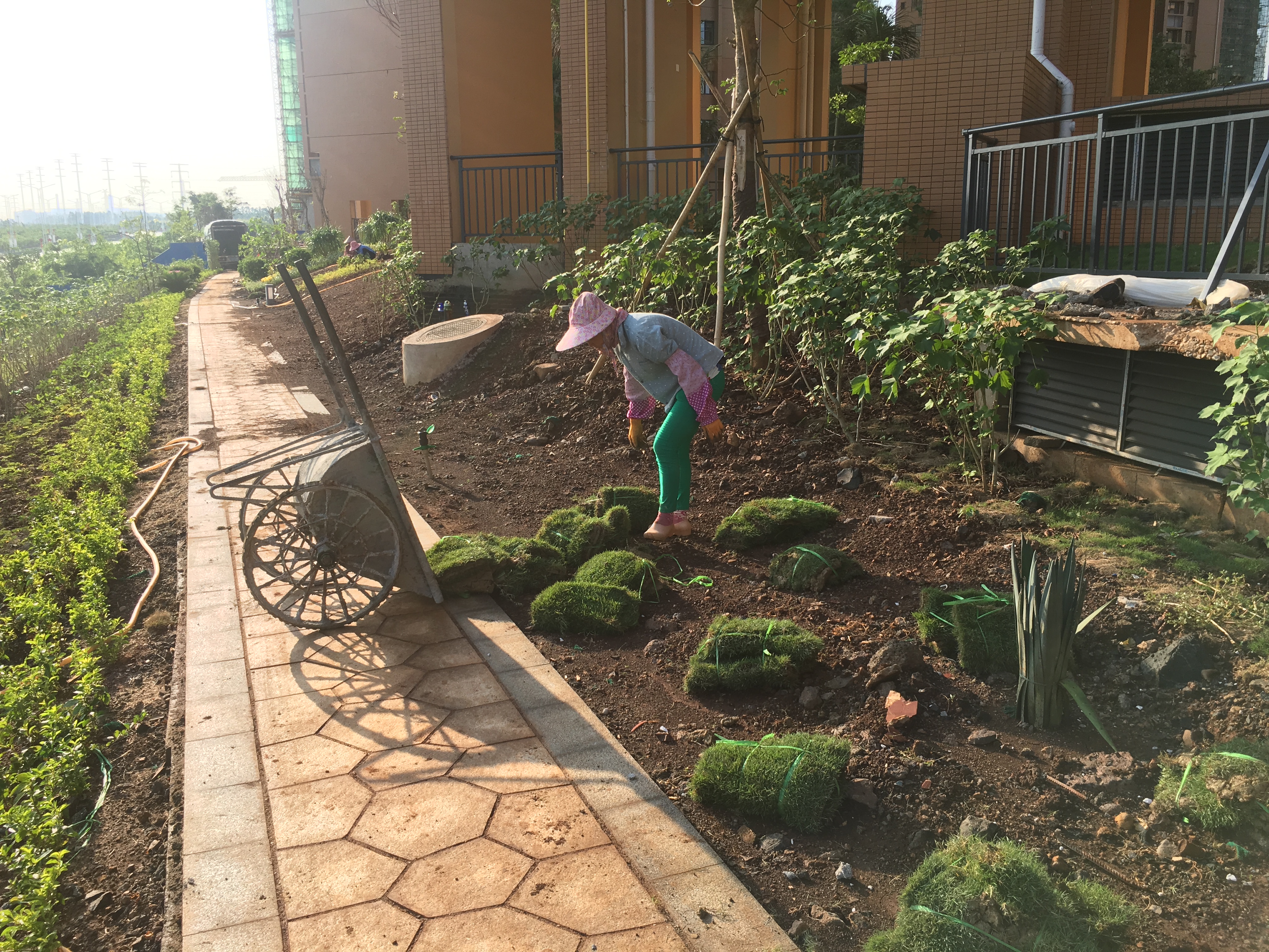 供應(yīng)海南臺灣草 海南臺灣草生產(chǎn)基地 大葉油草報(bào)價(jià) 臺灣草