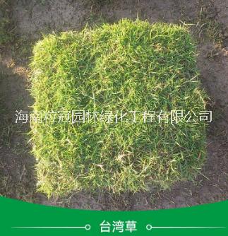 供應(yīng)海南臺(tái)灣草草坪 臺(tái)灣草批發(fā) 大葉油草價(jià)格