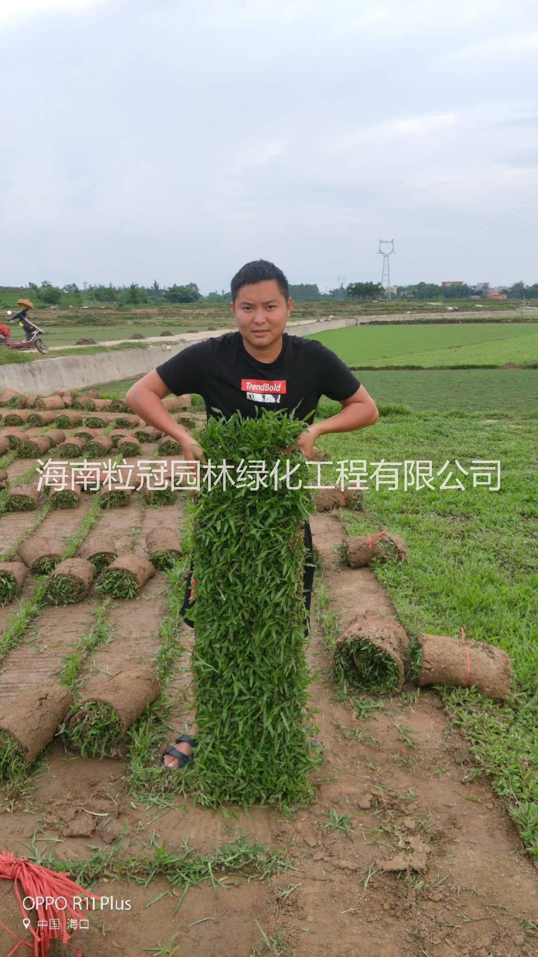 供應(yīng)海南大葉油草報(bào)價(jià) 大葉油草基地 大葉油草種植草皮批發(fā)