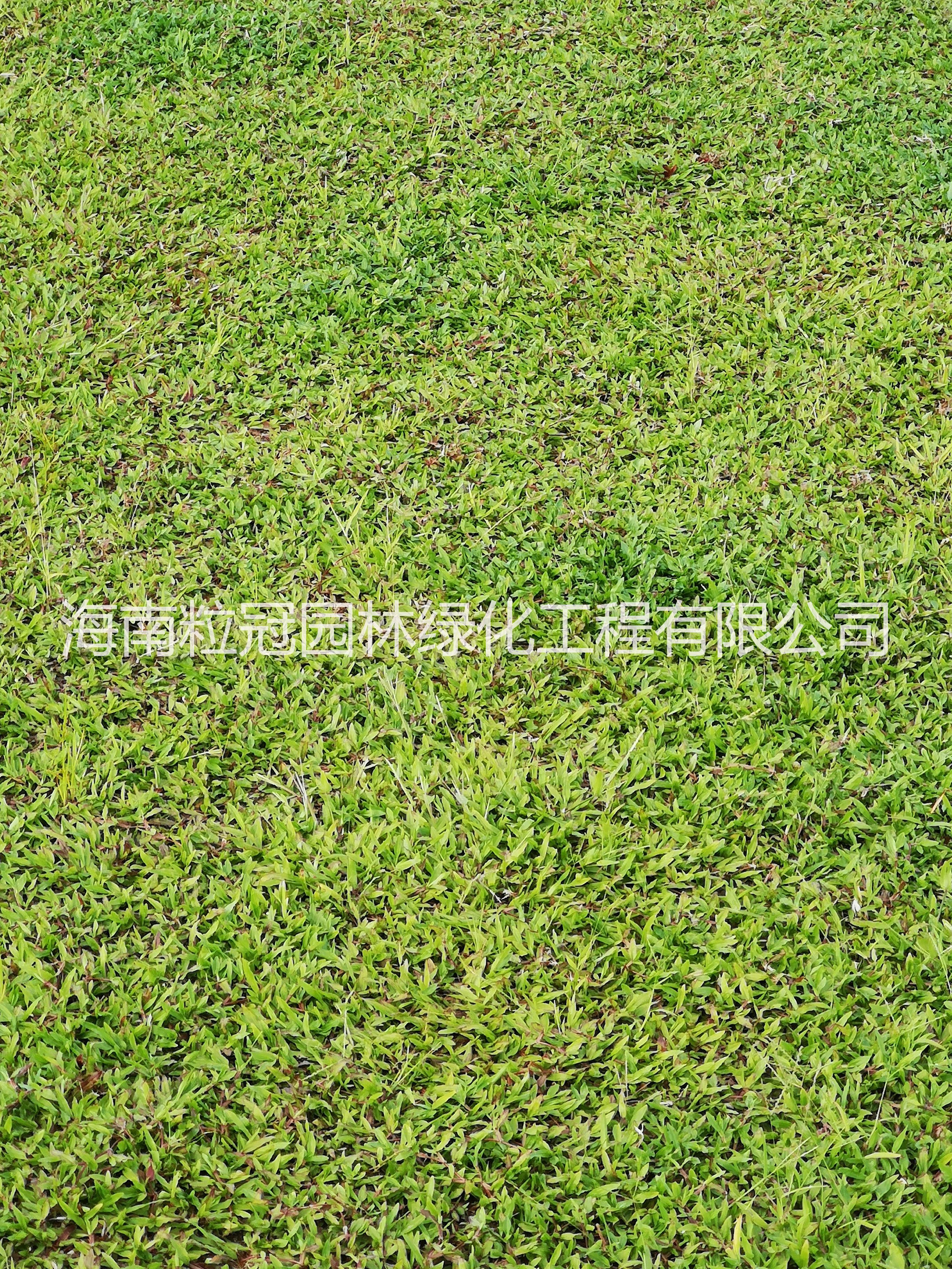 大葉油草基地直銷 大葉油草供貨 大葉油草種植批發(fā)