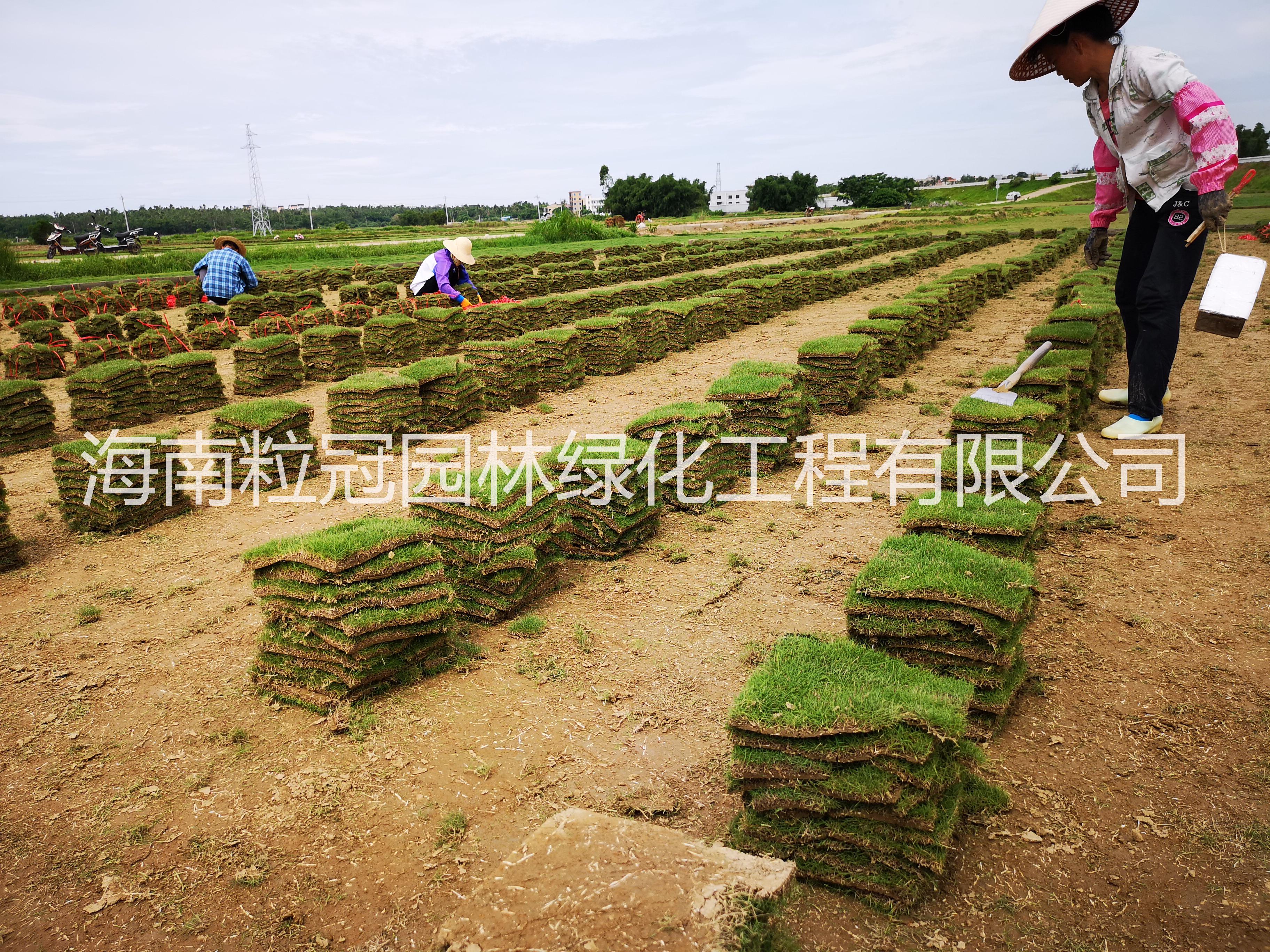 供應(yīng)海南臺(tái)灣草草坪 臺(tái)灣草批發(fā) 大葉油草價(jià)格