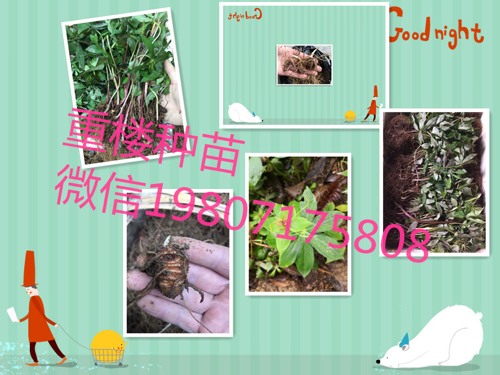 *重樓  重樓苗  華重樓