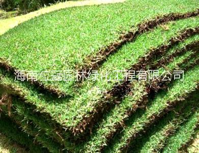 海南大葉油草基地直銷 海南大葉油草基地批發(fā)價(jià) 海南臺(tái)灣草批發(fā)網(wǎng) 大量直銷大葉油草坪 環(huán)衛(wèi)綠化海南大葉油草 海南大葉油
