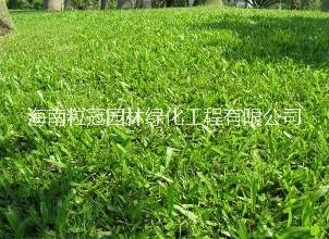 大葉油草 海南出售大葉油草種植基地 大葉油草直銷 大葉油草坪價格