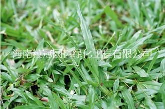大葉油草 海南出售大葉油草種植基地 大葉油草直銷 大葉油草坪價格