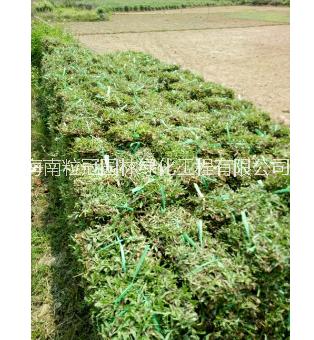 海南大葉油草 出售大葉油草 大葉油草批發(fā) 大葉油草種子基地