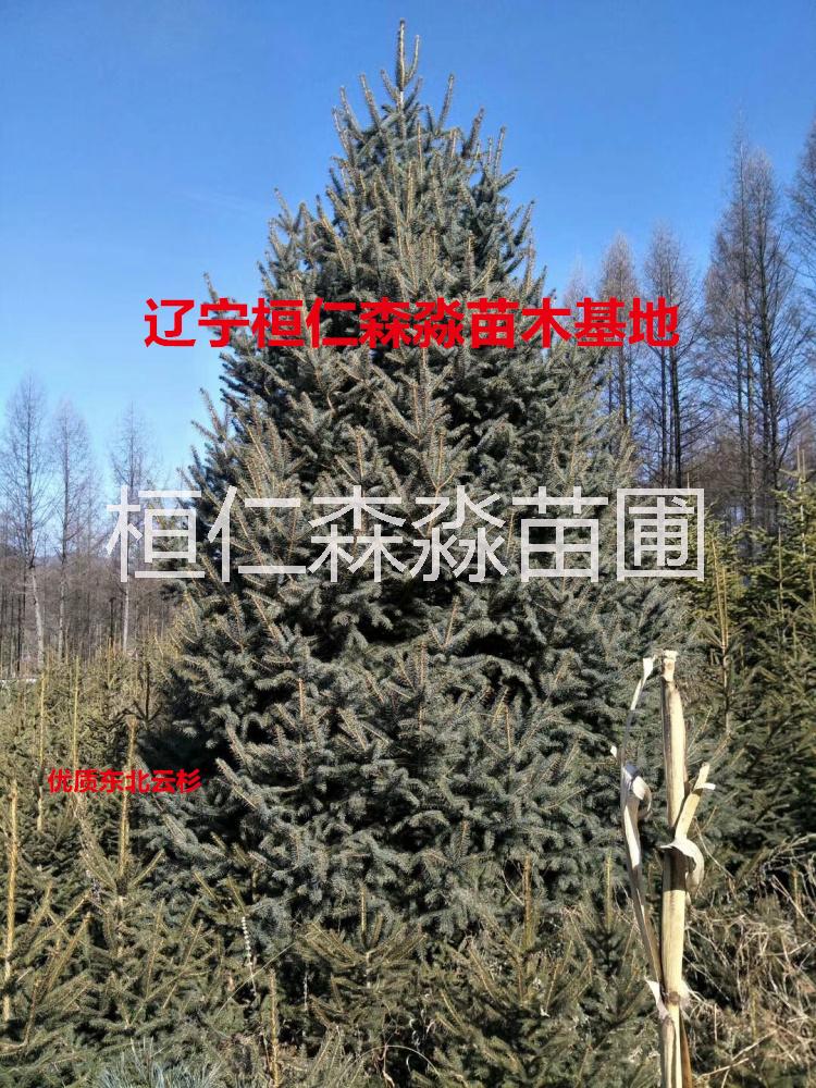 云杉樹苗 遼寧云杉基地 青芊云杉 紅皮云杉 東北云杉