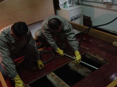 江門裝修滅白蟻供應(yīng)商 江門滅蟑螂服務(wù)中心 裝修滅白蟻廠家 新建滅白蟻廠家 白蟻防治工程 家庭滅白蟻供應(yīng)商