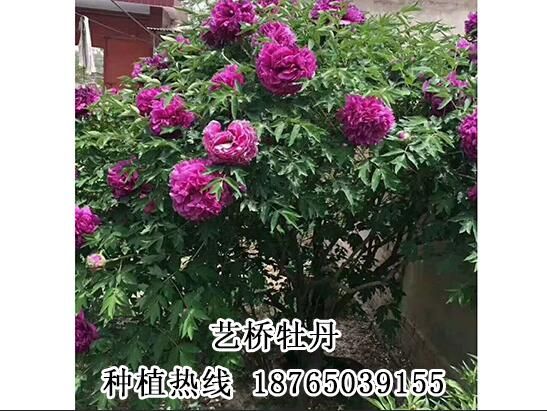 牡丹樹(shù)出售價(jià)格