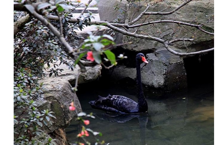 求購*苗 *種鵝 湖北湖南浙江江西福建四川北京上海*養(yǎng)殖場養(yǎng)殖基地