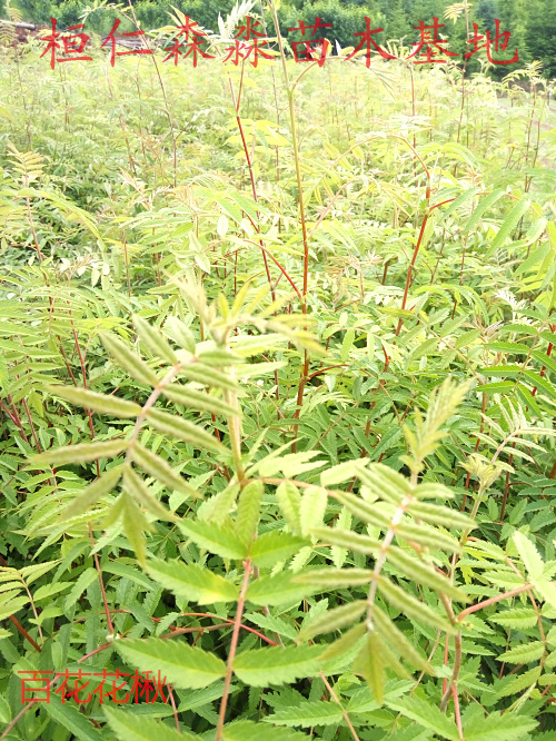 百花花楸苗 百花花楸 花楸苗 遼寧花楸基地 山花楸價(jià)格 遼寧花楸批發(fā)