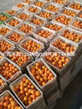 云南臍橙苗專業(yè)廠家 優(yōu)質(zhì)臍橙苗批發(fā)