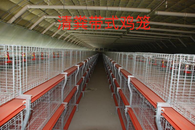 欣魯興農(nóng)牧為您講述雞籠養(yǎng)雞的優(yōu)勢和注意事項(xiàng) 欣魯興肉鴨籠肉雞籠