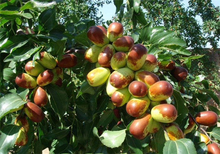 山東棗樹苗種植場，山東棗樹苗批發(fā)，山東棗樹苗供應(yīng)商，山東棗樹苗報價，山東棗樹苗哪家好
