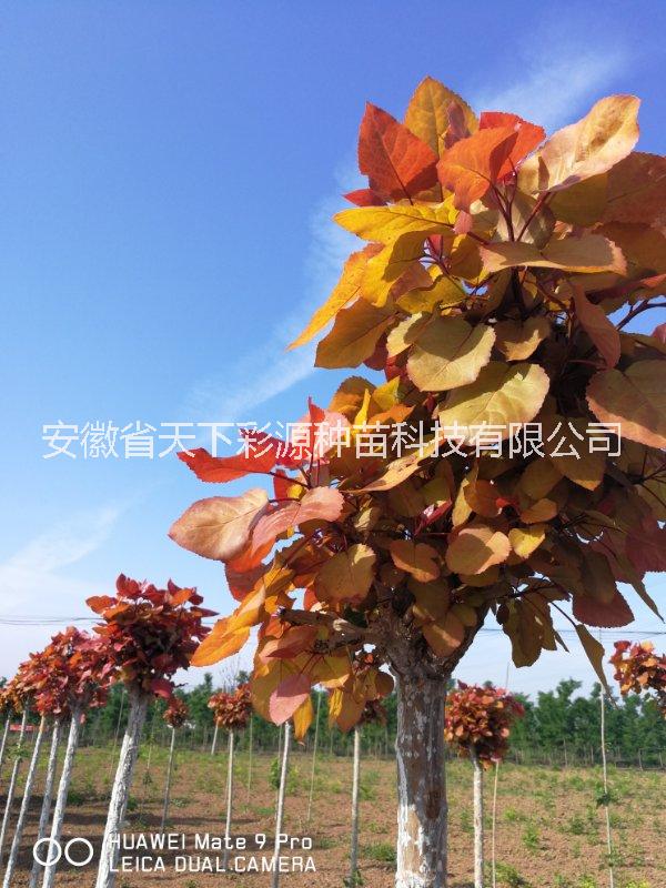 冠紅楊、彩葉樹(shù)種、綠化樹(shù)種 冠紅楊是什么