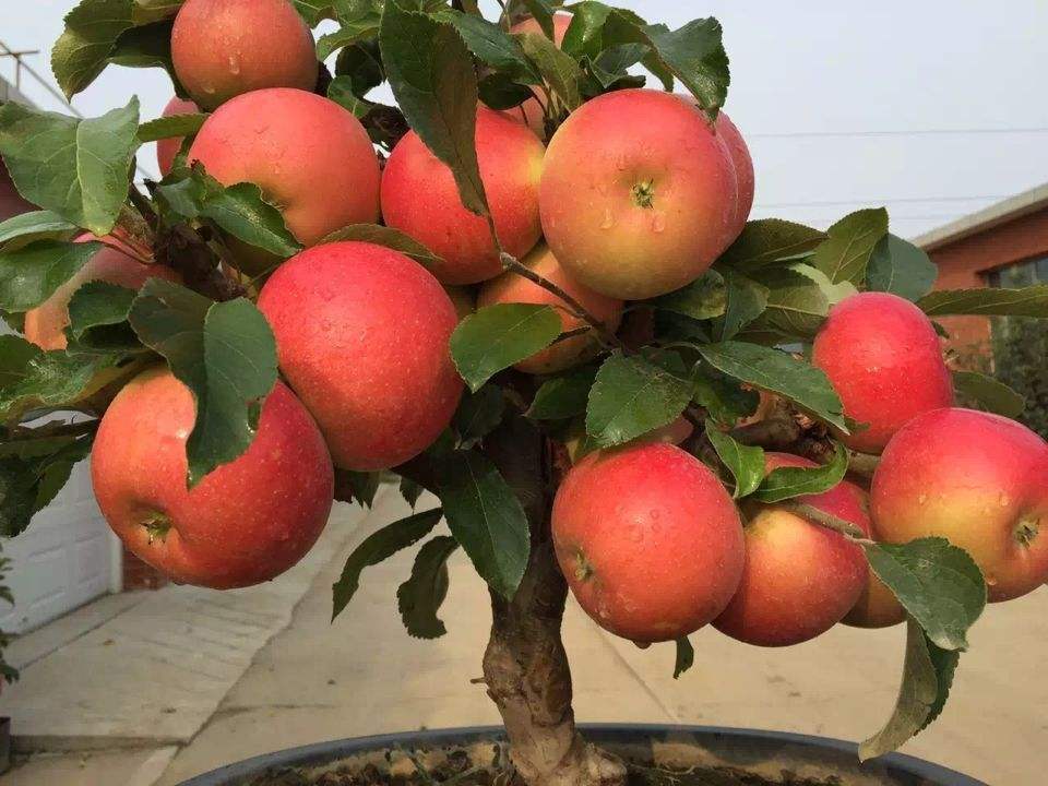 山東紅肉蘋果苗報(bào)價(jià)，山東紅肉蘋果苗供應(yīng)商，山東紅肉蘋果苗批發(fā)，山東紅肉蘋果苗出售