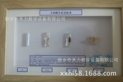 農(nóng)作物害蟲生活史標本 玉米螟生活史標本教學(xué)展示 危害玉米的昆蟲 玉米螟標本