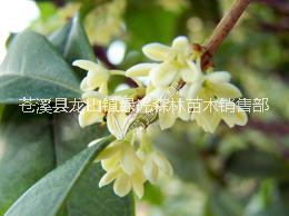 馬鞍山桂花樹苗批發(fā) 優(yōu)質(zhì)桂花樹苗貨源充足