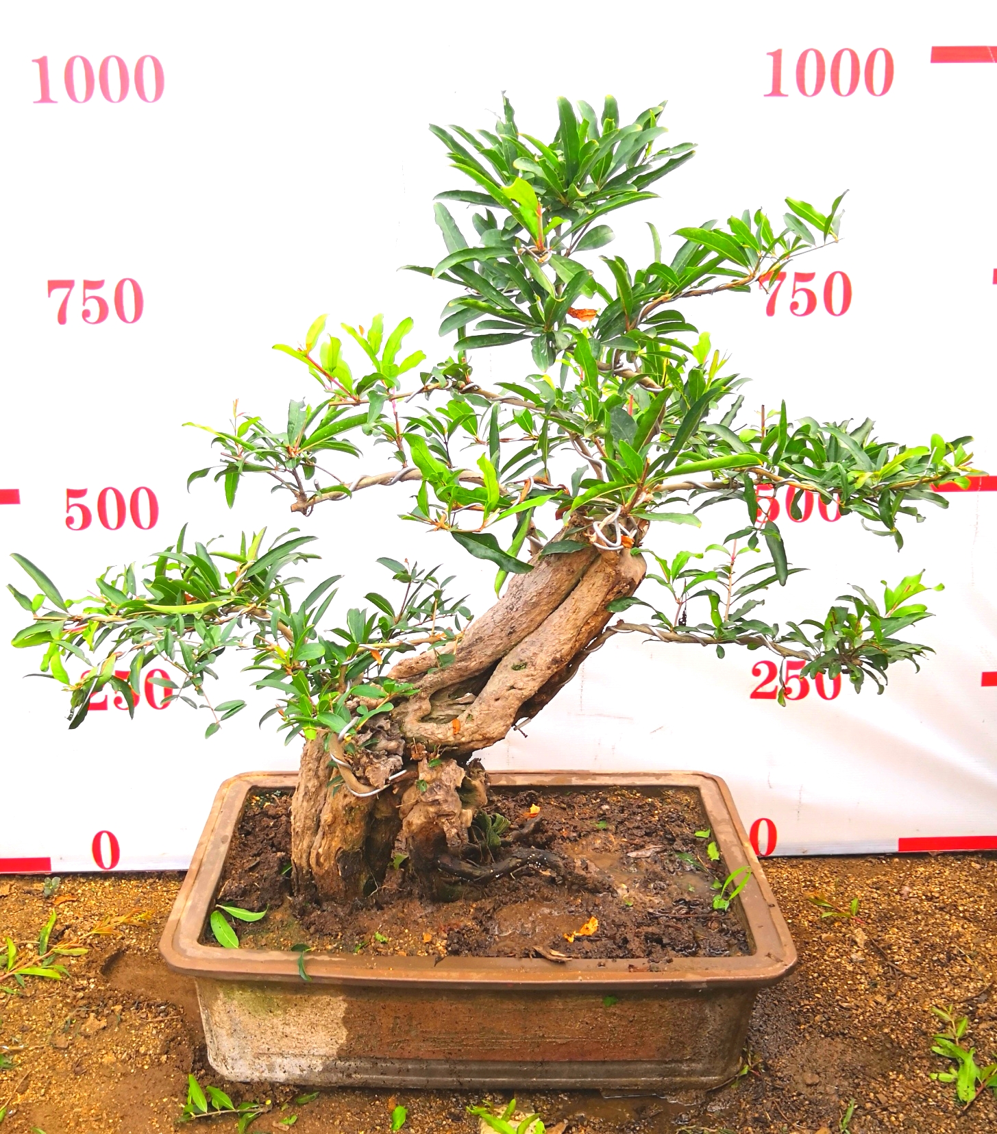 宏博石榴盆景，棗莊石榴盆景，石榴盆景制作技術(shù)，石榴盆景批發(fā)，石榴盆景價(jià)格，山東石榴盆景