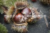 張家界板栗苗廠家直銷 優(yōu)質(zhì)板栗苗存活率高