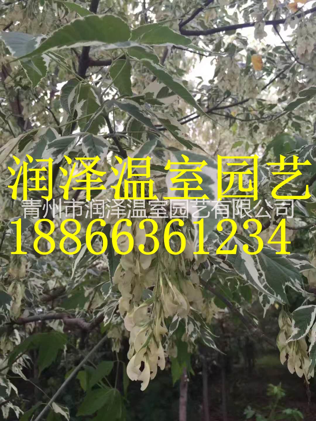 河北自由人槭基地||云南大理挪威槭黃金楓||四川挪威槭||北京銀紅槭