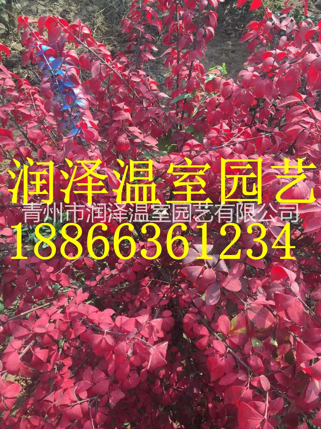 【加拿大唐棣 挪威槭狄波拉 北美紅楓十月光輝 銀紅槭狂歡 北美灌木玉蘭簡愛】  加拿大唐棣挪威槭狄波拉