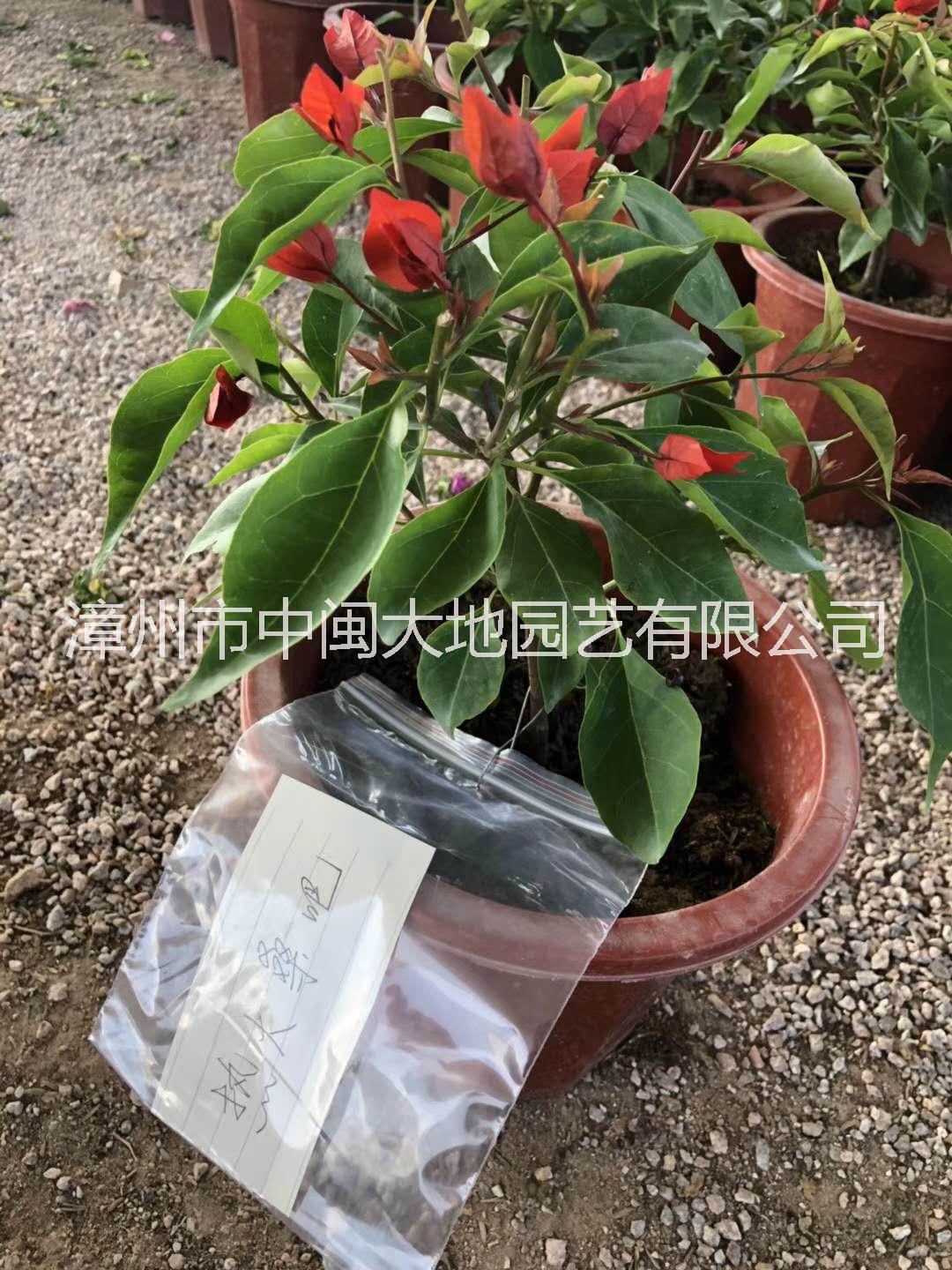三角梅顏色 三角梅價(jià)格 各種品種三角梅 印度畫報(bào)三角梅