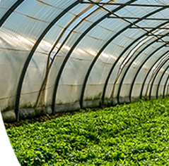 [雷馬塑料]加拿大賽瑞斯F103 防老化散光膜 保溫長壽大棚膜漫散射 賽瑞斯F103散光膜